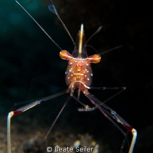 shrimp so close ! by Beate Seiler 
